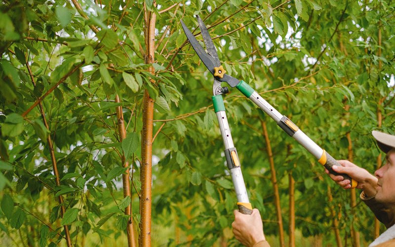Tree trimming in Left Hand, WV