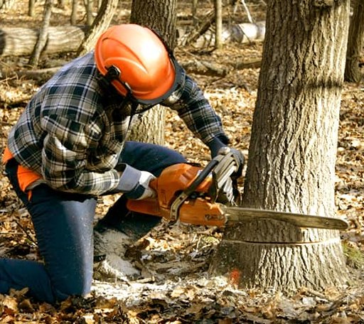 Tree Removal in Left Hand, WV